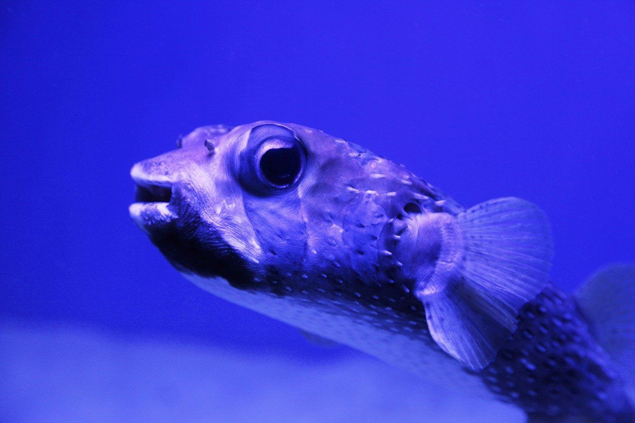 Blobfish Mendapat Predikat Ikan Terjelek di Dunia, Sering Dijuluki Alien