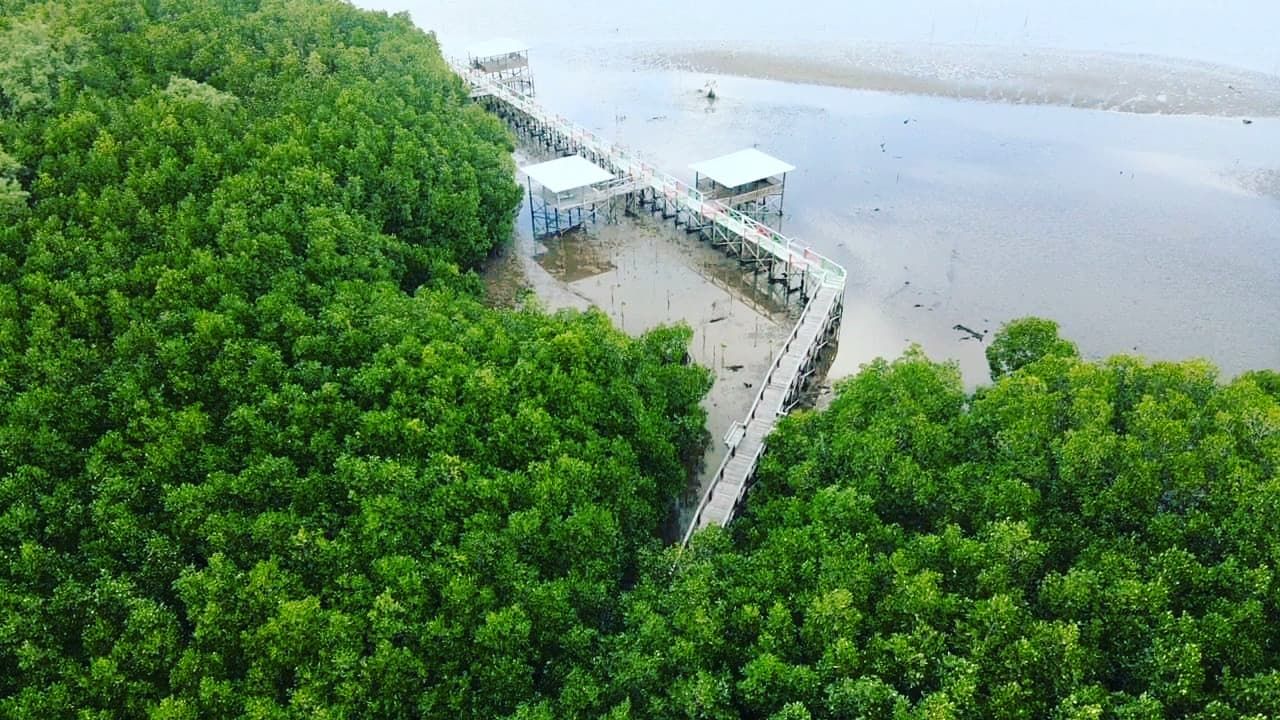 Mangrove Luppung Manyampa/Dok. Jelajah Wisata Bulukumba