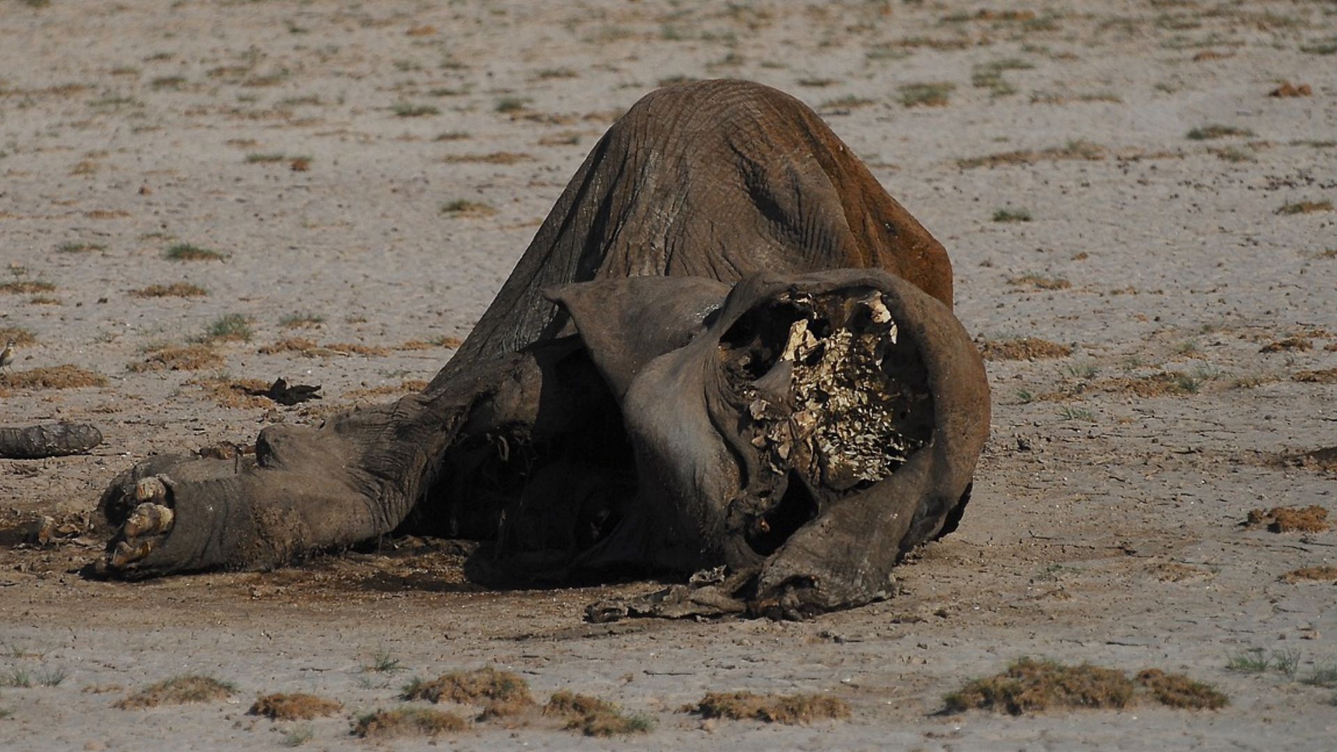 Ilustrasi - Bangkai Gajah mati tanpa kepala oleh pemburu