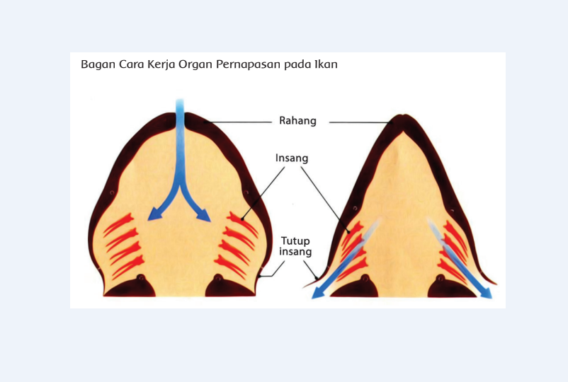 Bagan Cara Kerja Organ Pernapasan Pada Ikan Dan Penjelasan Membuat Bagan Cara Kerja Organ Pernapasan Pada Ikan Portal Purwokerto