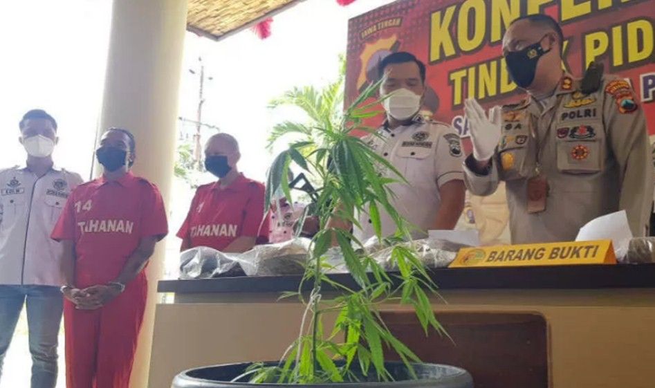 Pengedar narkoba asal Semarang diduga menanam tanaman ganja di rumah.