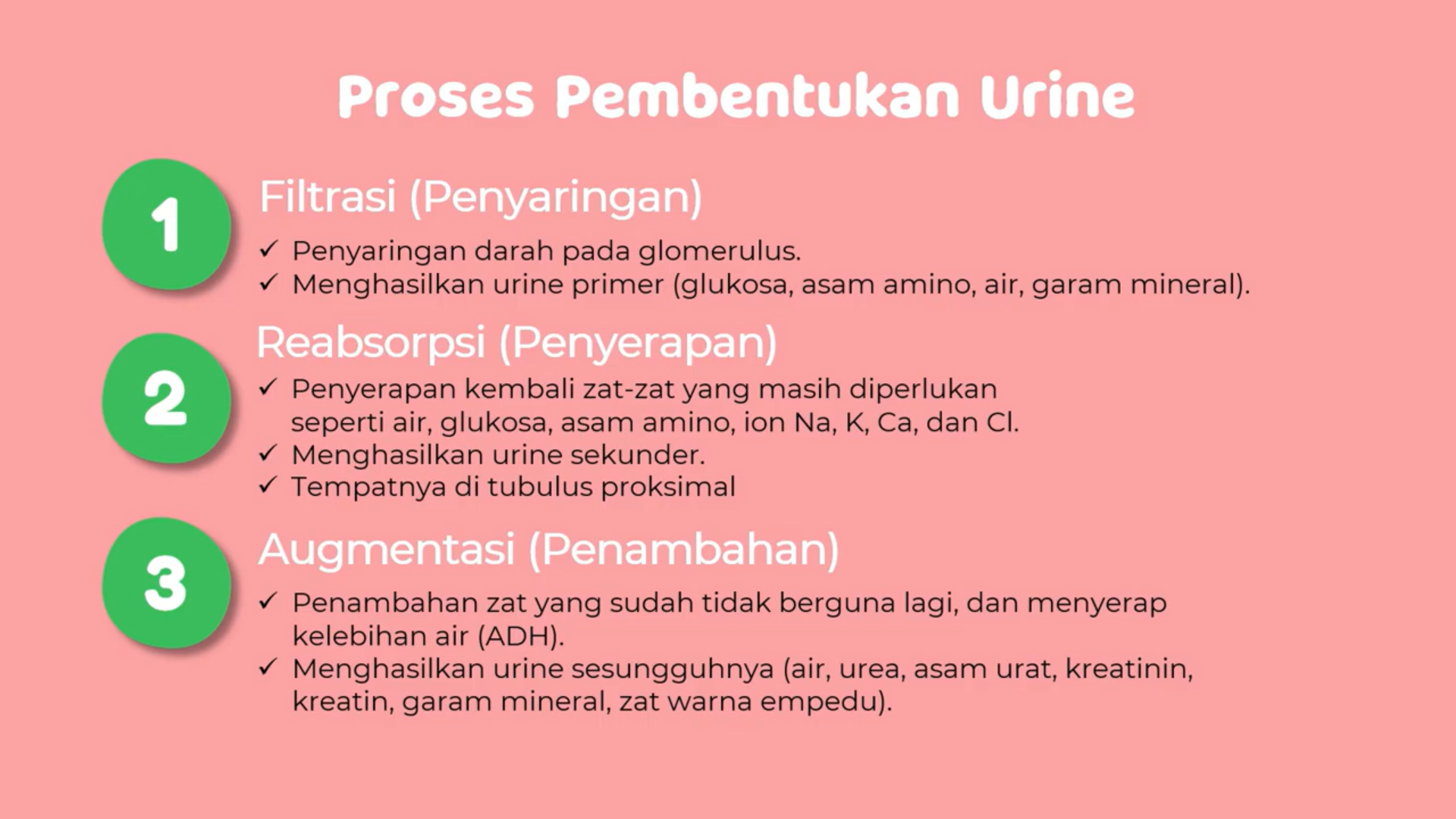 proses pembentukan urine