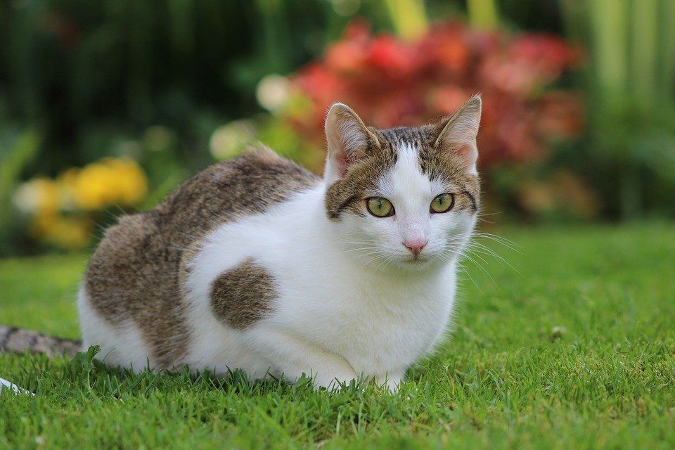 Cara Menghilangkan Kutu Secara Permanen, Lakukan pada Kucing 