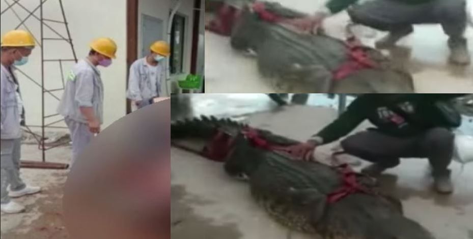 Warga Morosi, Kabupaten Konawe geger dengan viralnya Tenaga Kerja Asing (TKA) China membunuh buaya yang dilindungi habitatnya. 