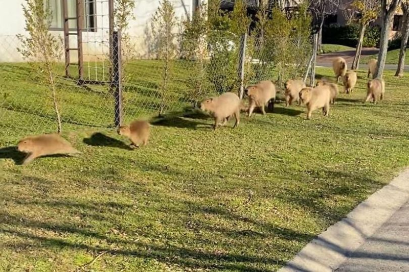 Capybara Hewan Apa? Viral Capybara Disebut Masbro, Ini Penyebabnya