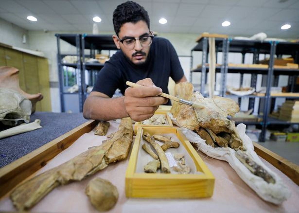  Abdullah Gohar, seorang peneliti di Universitas El Mansoura, bekerja untuk merenovasi fosil berusia 43 juta tahun itu.  