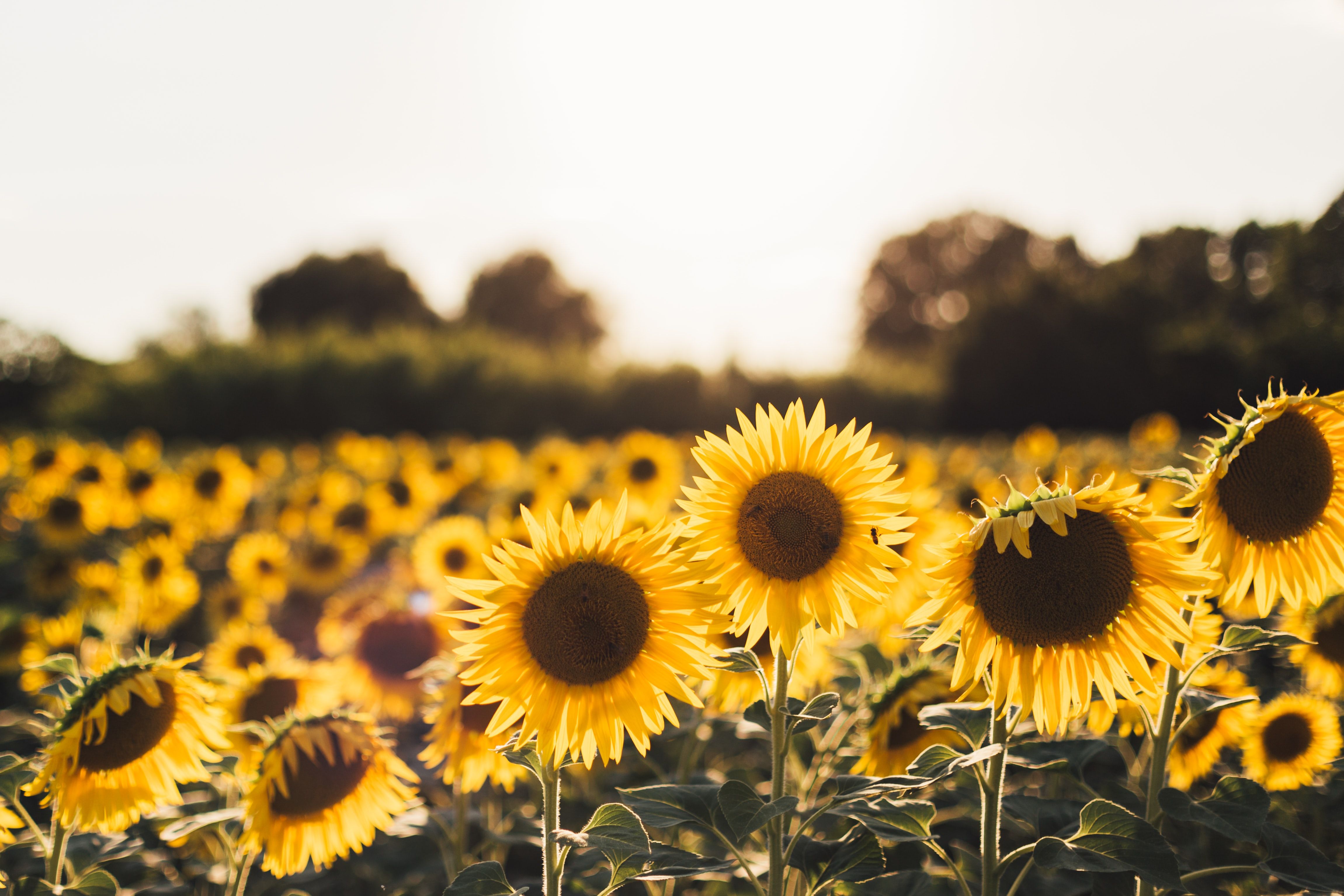 Bunga Matahari atau Sunflower salah satu tanaman hias penarik rezeki.