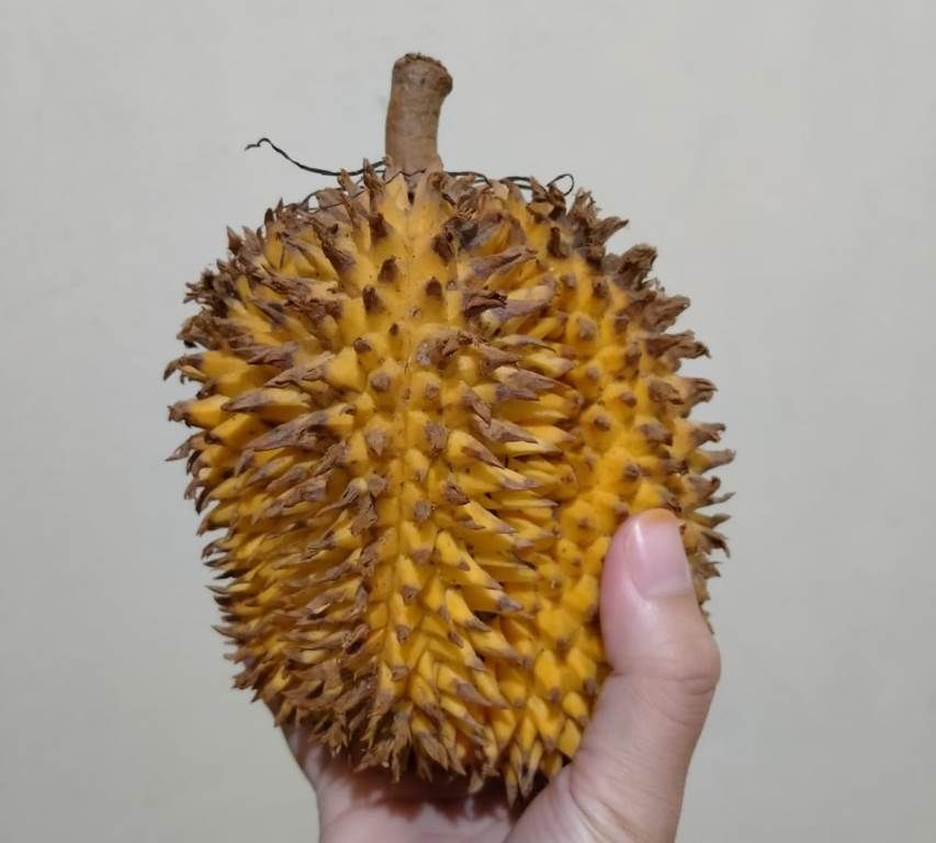 buah lai ukurannya lebih kecil dari buah durian pada umumnya.