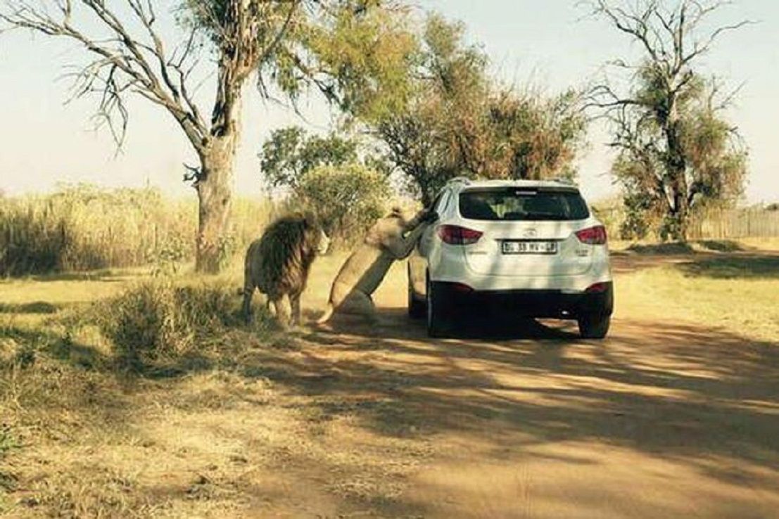  Singa betina yang siap menyerang korban di dalam mobil.  