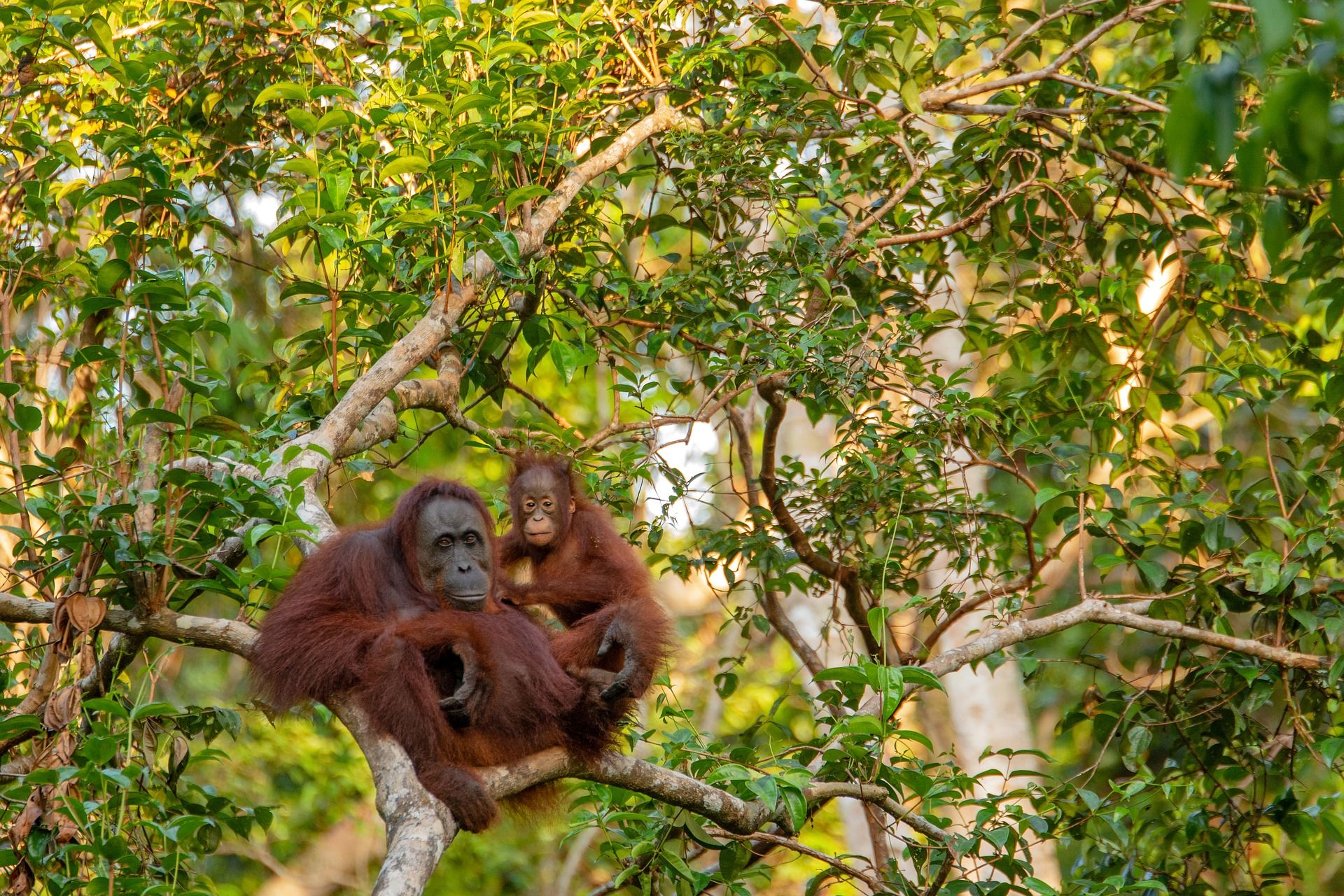 Orangutan Raksasa Purba Pernah Tinggal di Hutan Asia Tenggara, Peneliti: Tubuhnya Berevolasi Jadi Kecil. Foto Ilustrasi