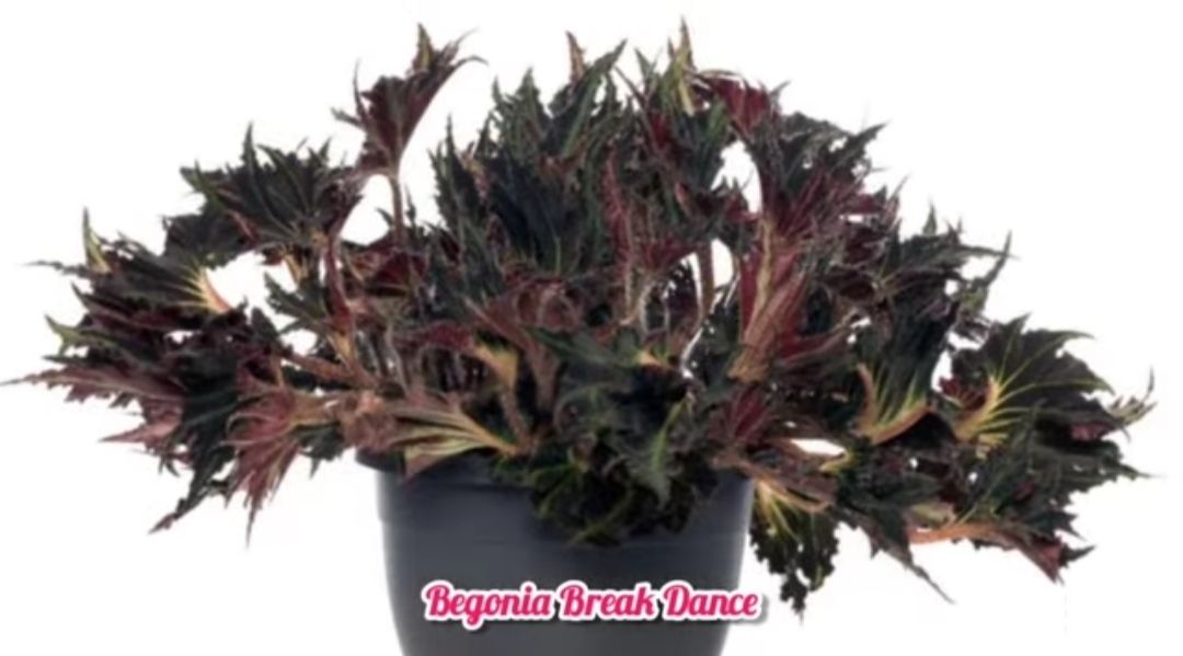 Begonia Break Dance 