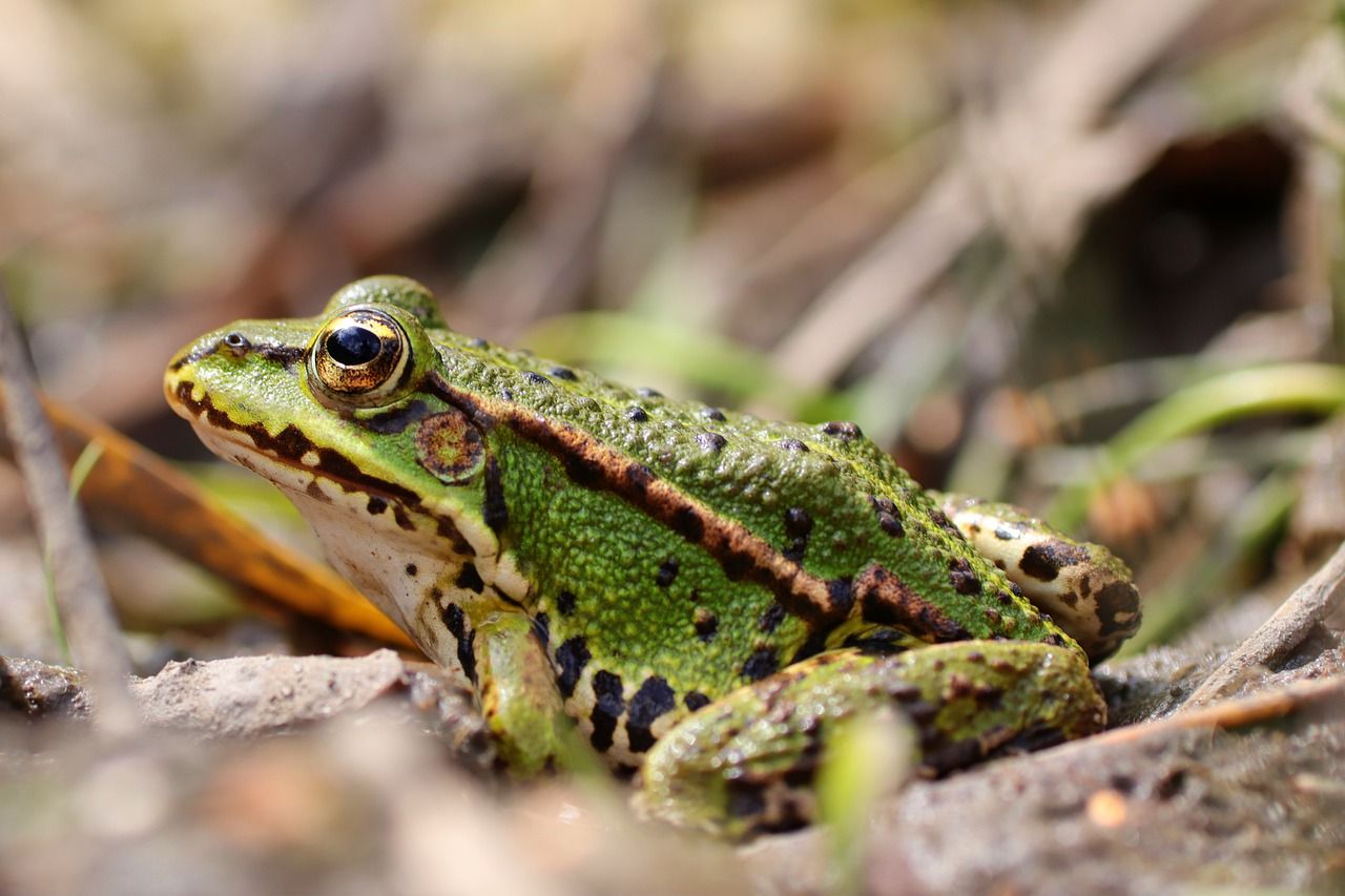 Jenis Dan Ciri Ciri Hewan Vertebrata Yang Penting Diketahui Ponorogo Terkini