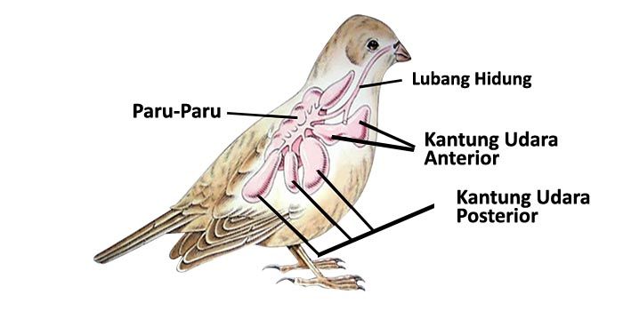 Organ Pernapasan Hewan Pada Reptil dan Burung, Materi Jawaban Tema 2 Kelas  5 Subtema 1 Halaman 11 - Seputar Lampung - Halaman 2