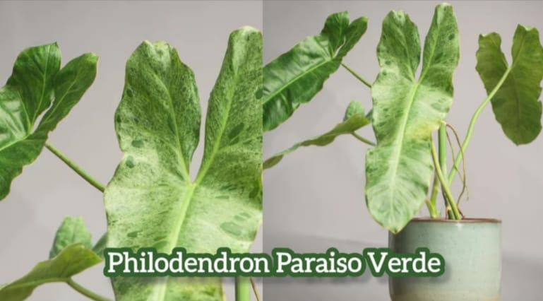 Philodendron Paraiso verde