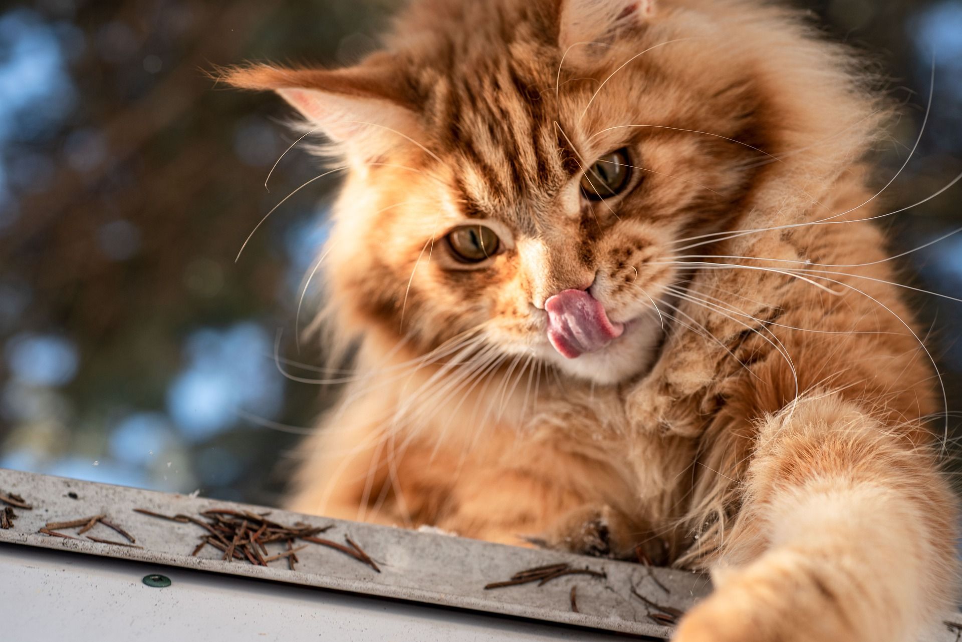 5 Cara Membuat Kucing Betina Tidak Hamil, Salah Satunya Metode 