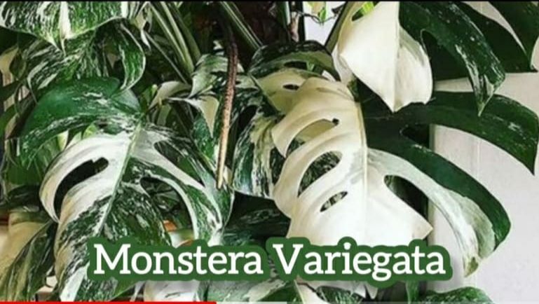 Monstera Variegata