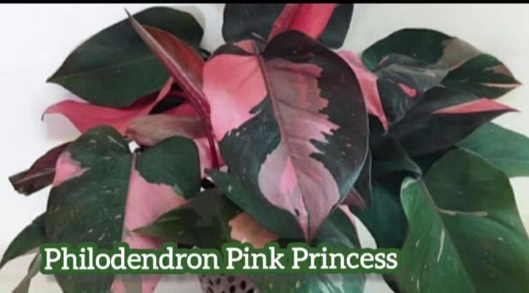 Philodendron Pink Princes