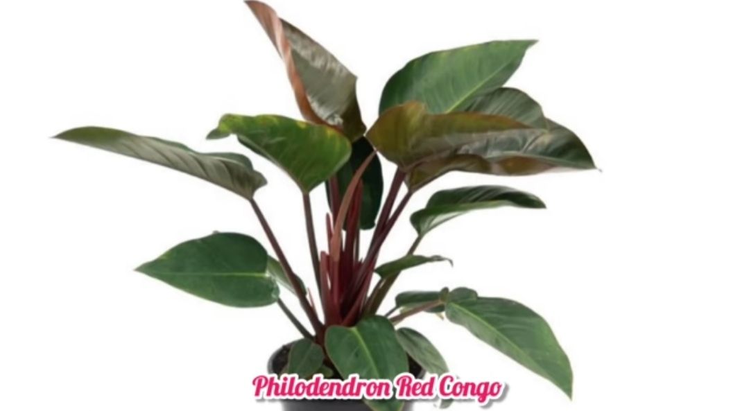  Philodendron Red Congo