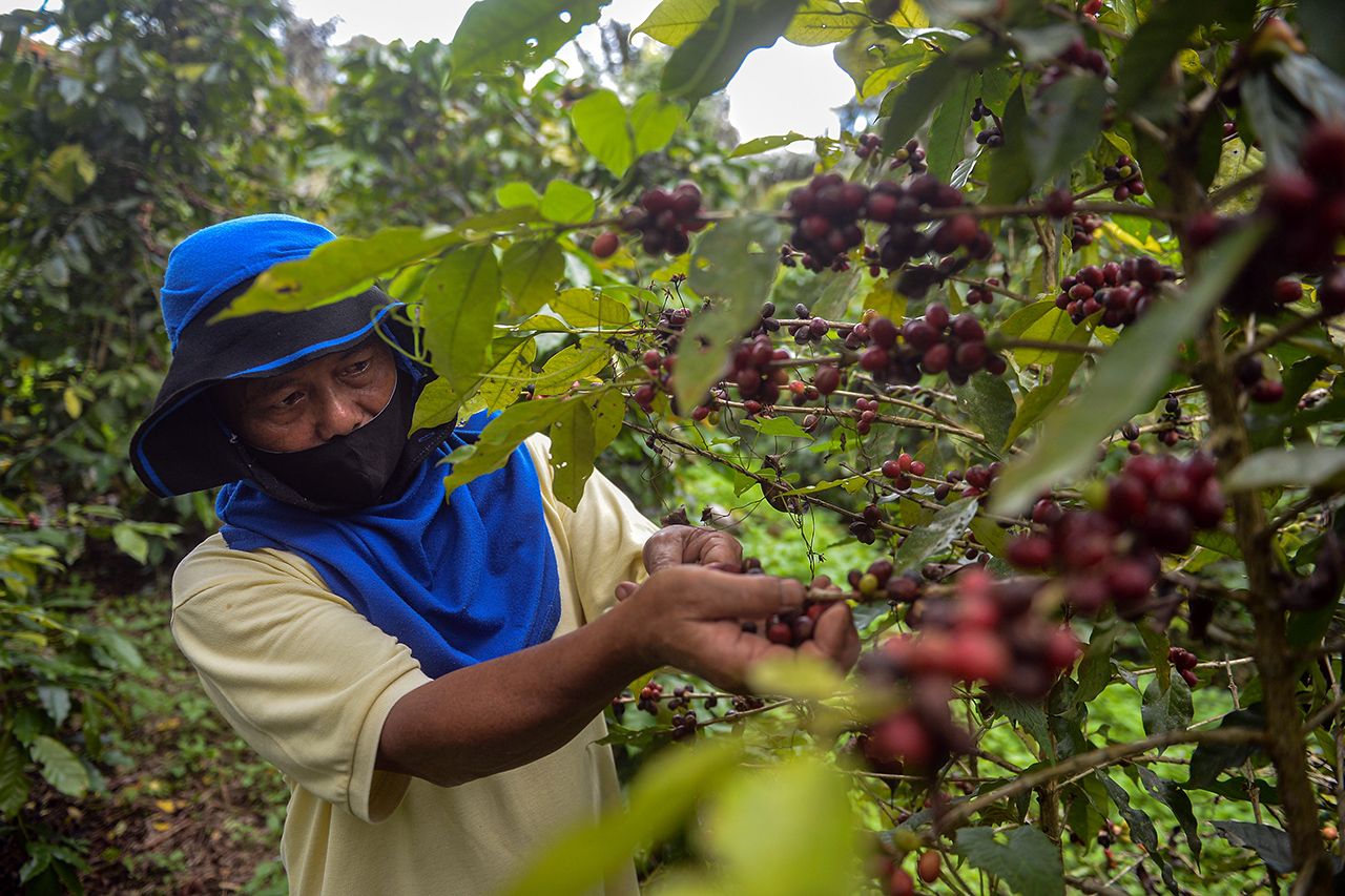 Petani memanen kopi Koya di Minahasa, Sulawesi Utara.