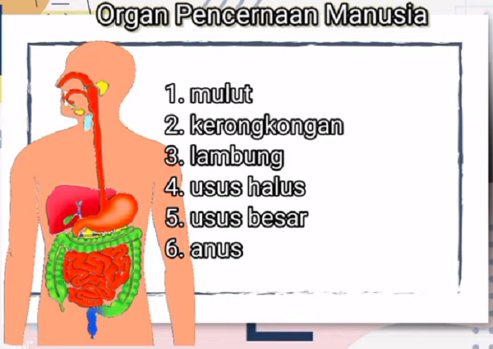 Tuliskan Organ-Organ Pencernaan Pada Manusia Berdasarkan Video yang Telah Ananda Lihat! Kelas 5 SD