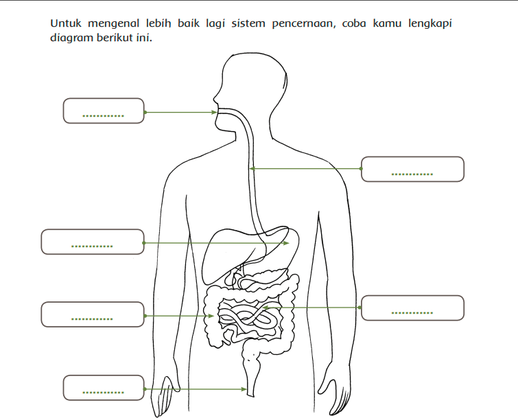 Membuat Diagram Sistem Pencernaan – Brain