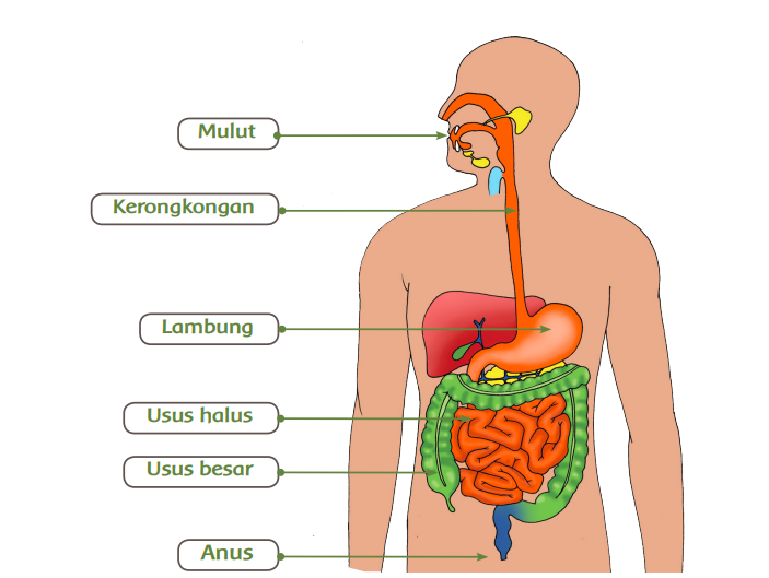 Ini fungsi organ organ pencernaan manusia lengkap.