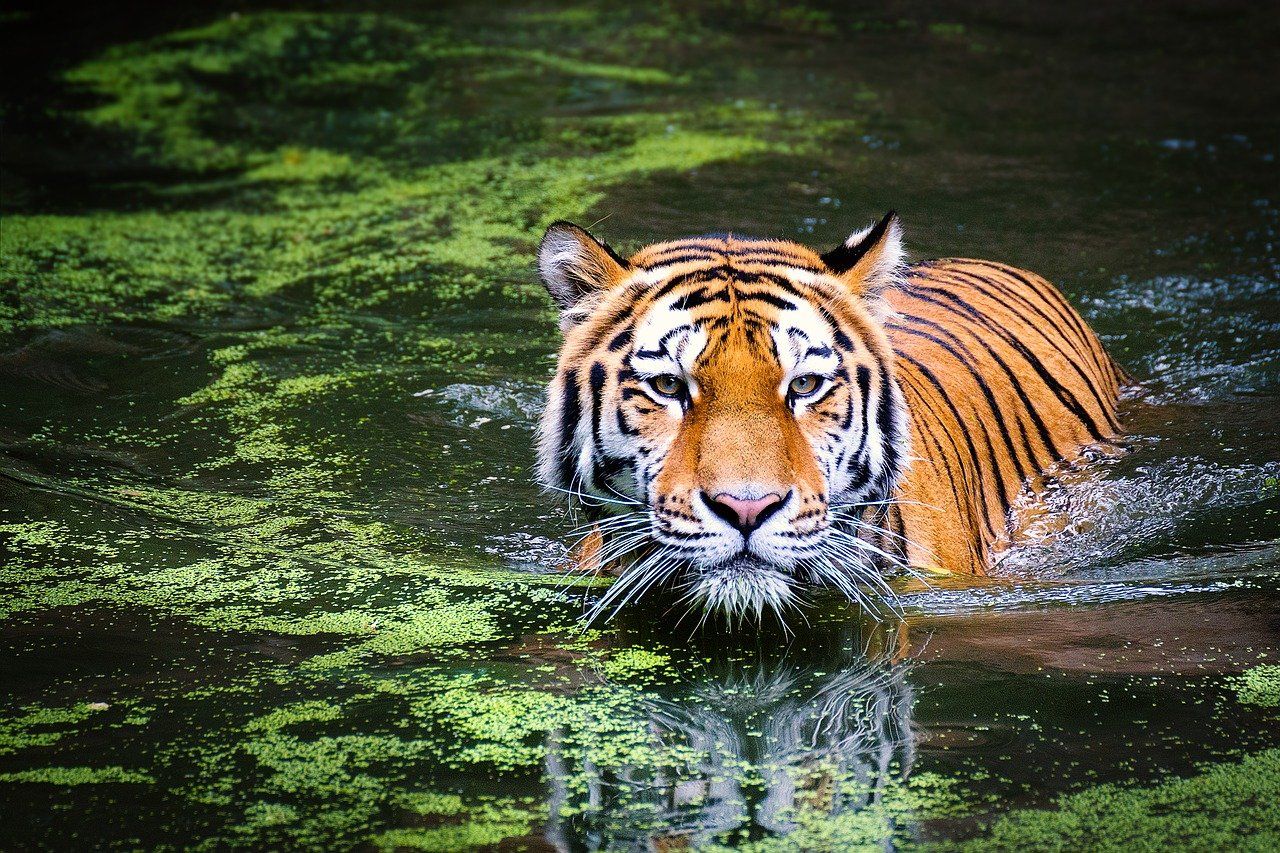 Harimau Sumatera. Ilustrasi Shio Harimau.