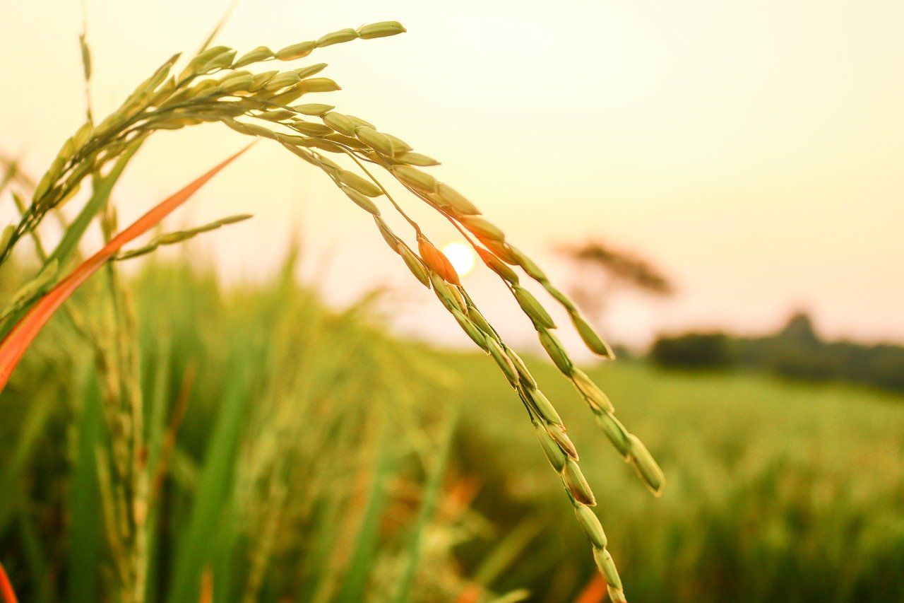 Ilustrasi padi, cegah dkerobohan panen di musim penghujan dengan tiga cara ini..