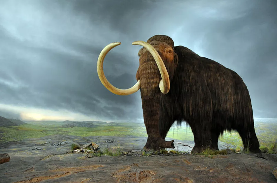 Ilustrasi mamut.