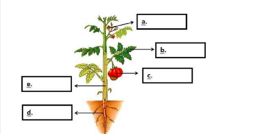 Bagian tumbuhan yang berfungsi sebagai alat perkembangbiakan ditunjukkan oleh huruf