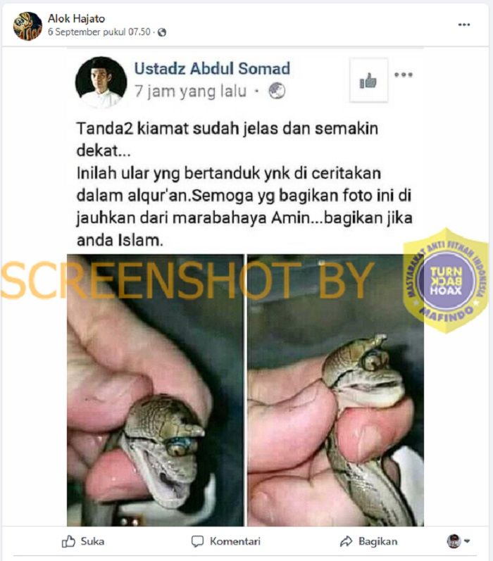 HOAKS - Beredar foto seekor ular kobra kecil bertanduk  di media sosial Facebook yang disebut sebagai tanda-tanda kiamat.*