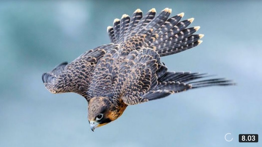 The Peregrine Falcon