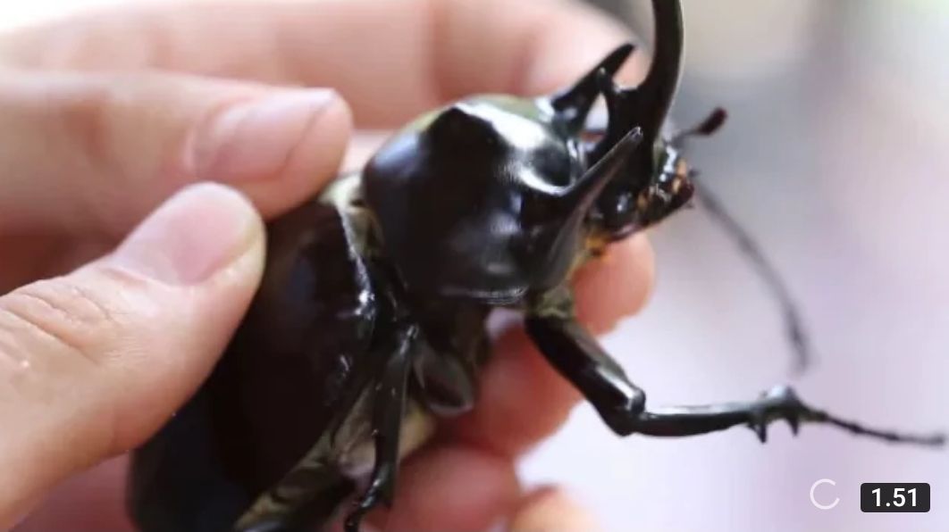 The Rhinoceros Beetle (Kumbang Badak)