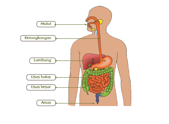 Inilah Organ Tubuh Manusia Dan Fungsinya Lengkap Official Website Initu Id