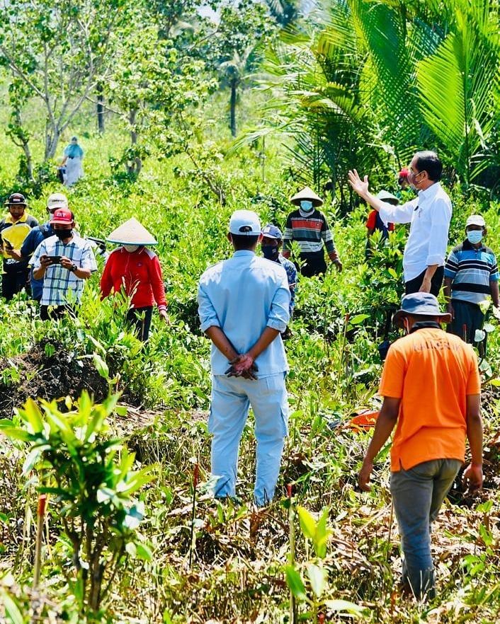 Jokowi Rehabilitasi Tanaman Mangrove Antisipasi Perubahan Iklim