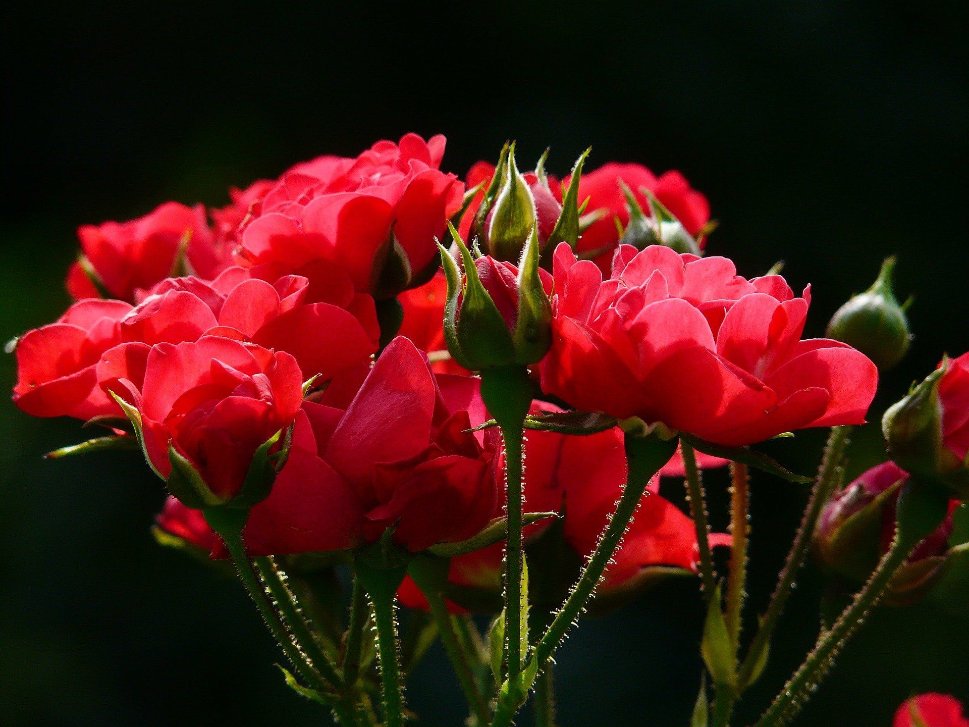Cara Merawat Mawar Merah Agar Berbunga Lebat, Perhatikan Pot dan Pupuk