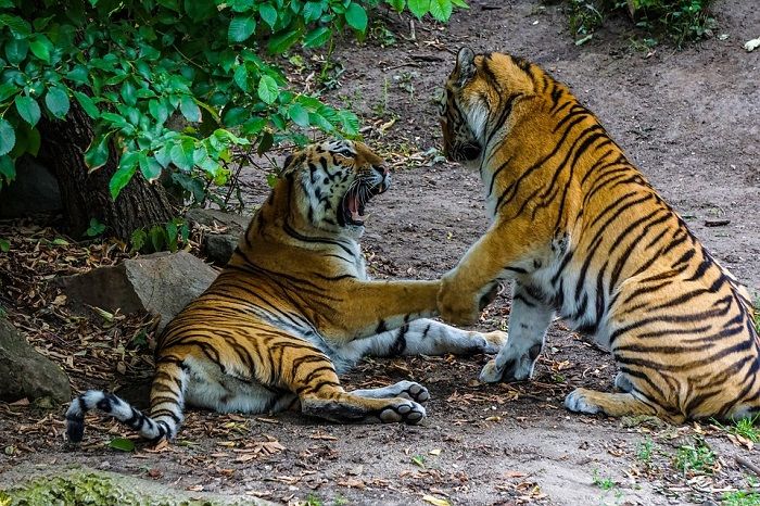 Ilustrasi harimau sumatera. 