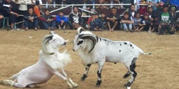 Ilustrasi domba garut. Lirik Lagu Domba Kuring Viral di TikTok, Berikut Lengkapnya
