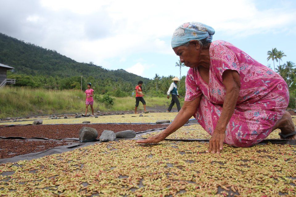 Petani cengkih saat sedang menjemur hasil panennnya di Ternate, Maluku Utara.
