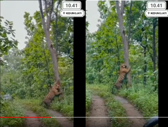 Video hoaks yang mengklaim kemunculan harimau besar di Kedungjati, Jawa Tengah.