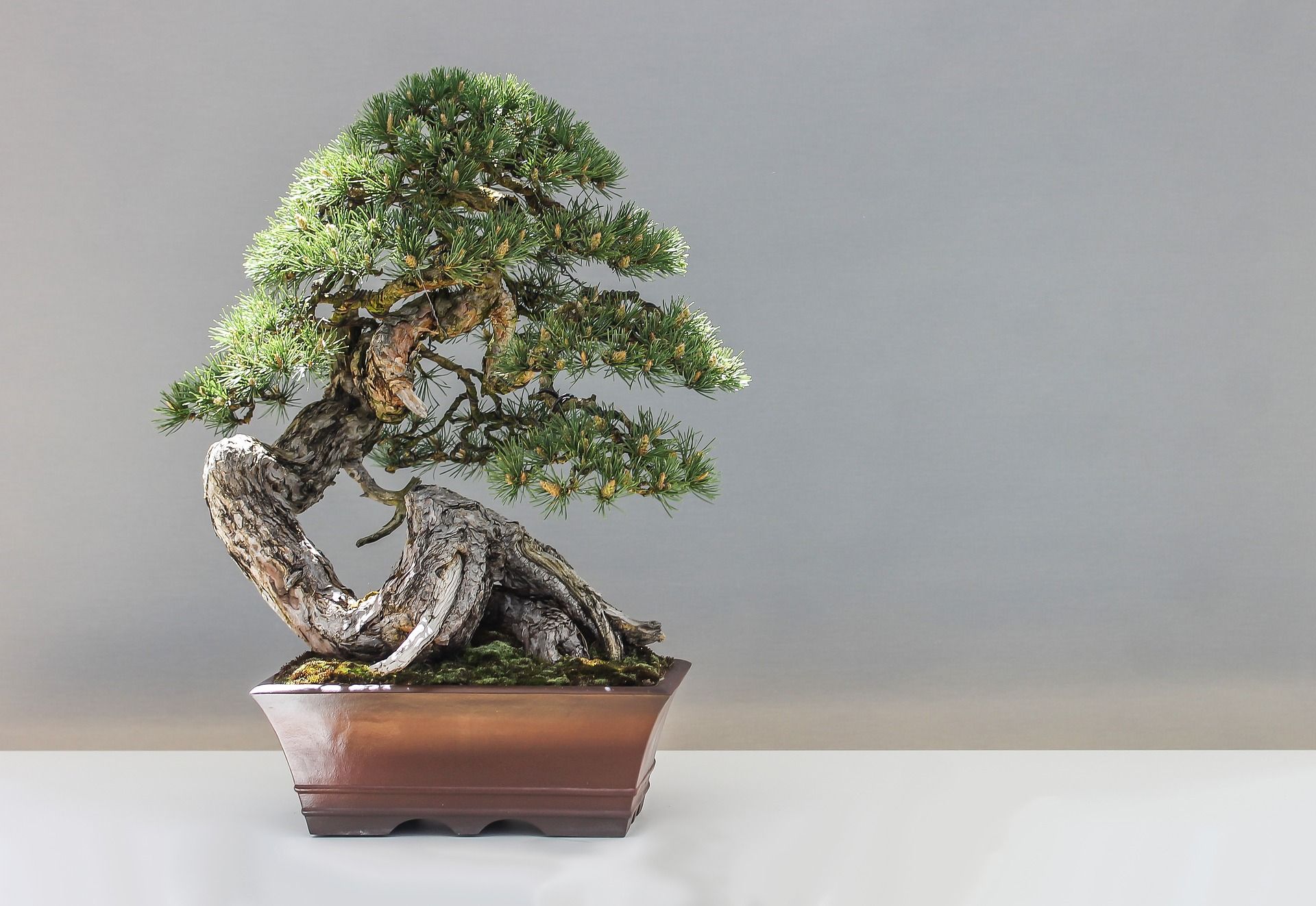 3 Jenis Tanaman Bonsai Langka Dengan Harga Mahal Di Tahun 2021 Ringtimes Bali<script async src=
