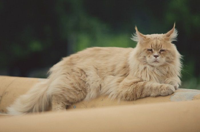 Harga Cukup Fantastis, Berikut Karakteristik Kucing Maine Coon 