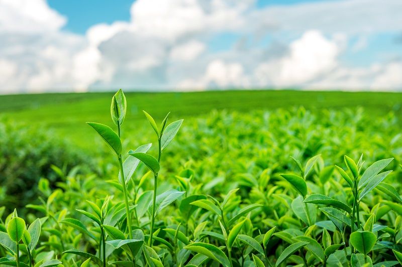 Apa yang terjadi apabila tanaman teh terus menerus dikonsumsi besar-besaran? Tema 4 kelas 4 SD dan MI.