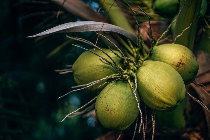 Atasi Penyakit Liver Secara Alami Dengan Air Kelapa Berikut Resep Dr Zaidul Akbar Portal Jember