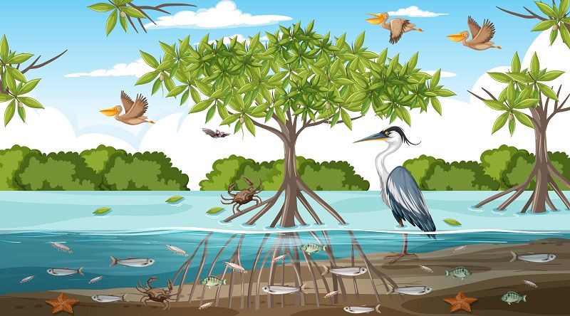 Ilustrasi. Bagaimana Hutan Bakau Dapat Menjaga Keseimbangan Alam? Jelaskan! Kunci Jawaban Tema 4 Kelas 4 SD dan MI.