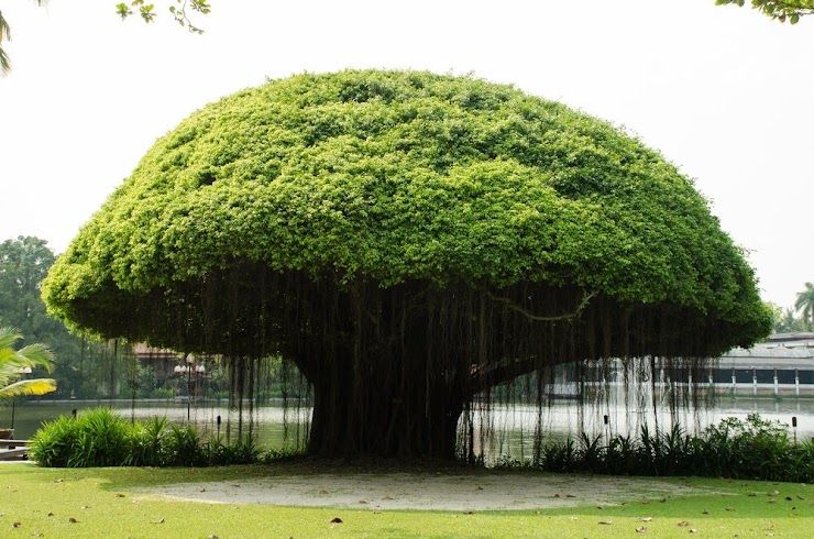 Pohon Beringin sebagai simbol sila ketiga Pancasila