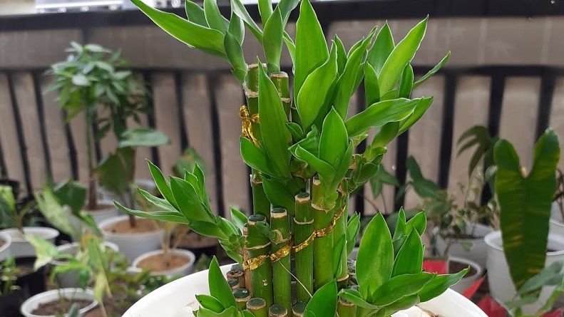Bambu hoki.