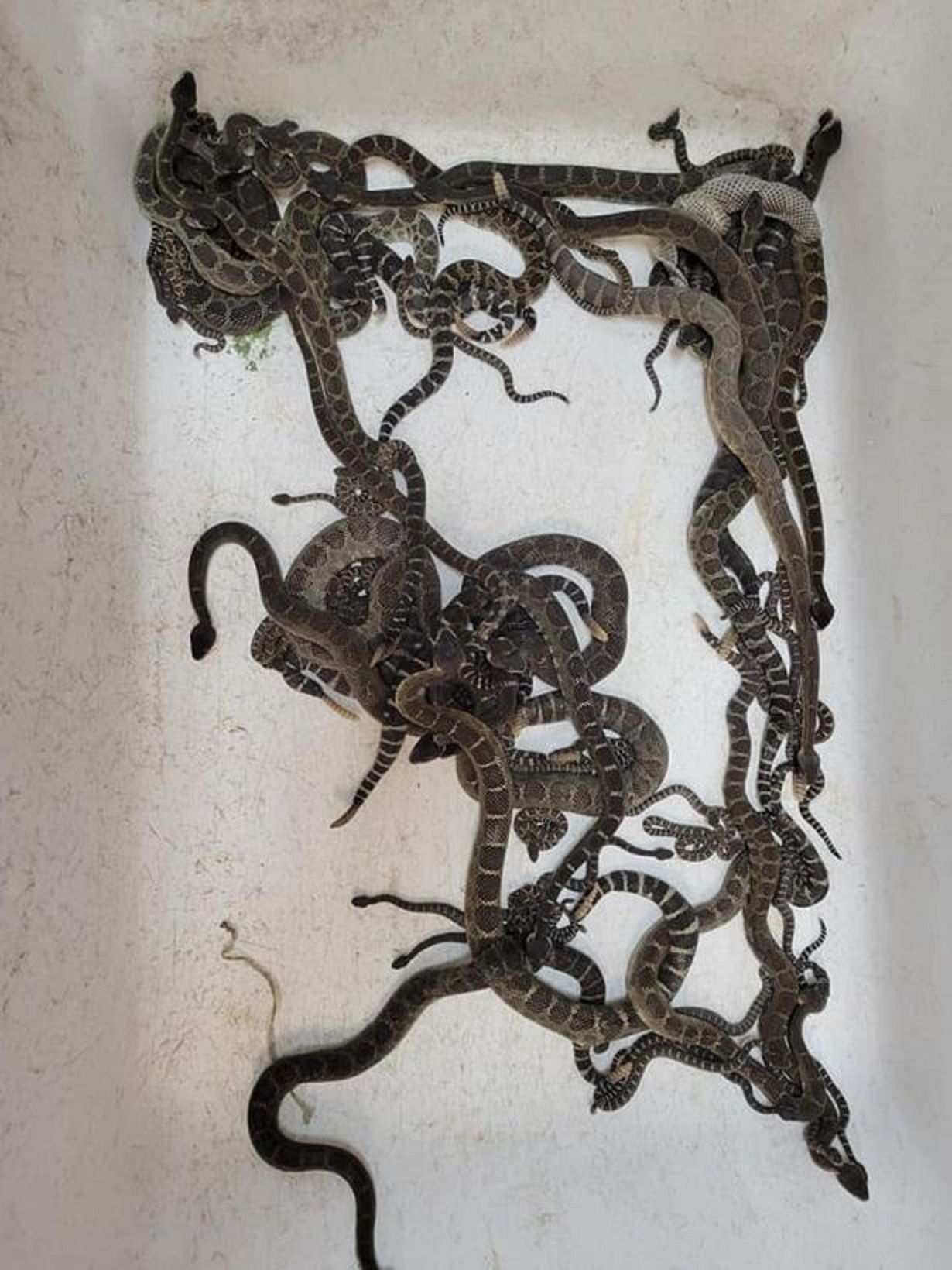 Butuh waktu hampir empat jam bagi tim Penyelamatan Reptil Sonoma County di California untuk mengeluarkan ular-ular itu dengan aman. / 