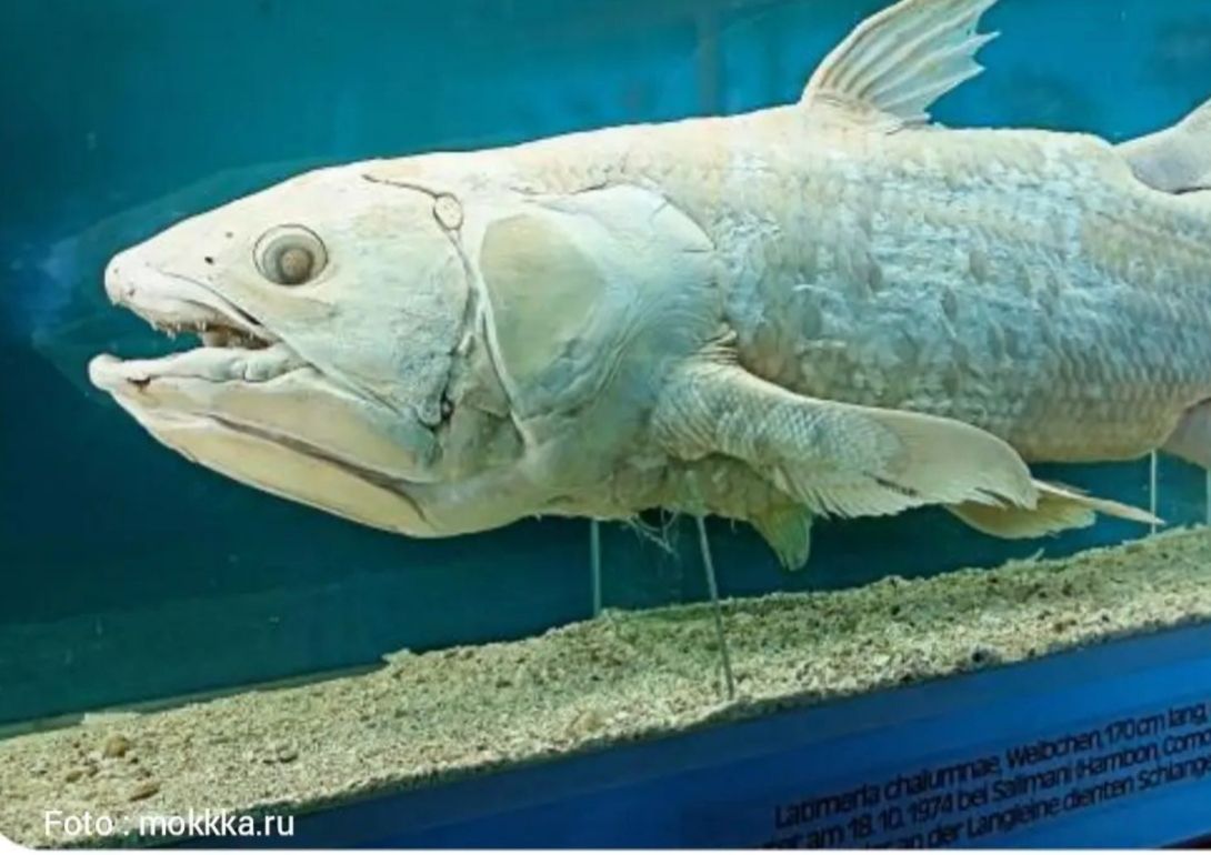 Ilustrasi Ikan purba yang ada di Indonesia.
