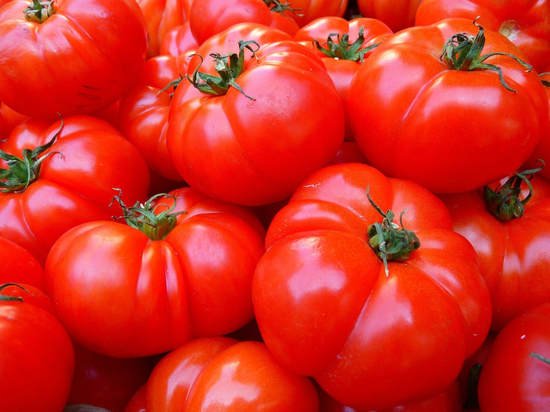 Tomat sebenarnya terasa lebih enak jika dibiarkan pada suhu kamar selama beberapa hari.  